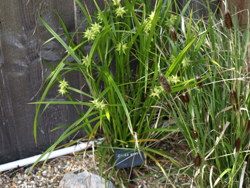 Carex grayii